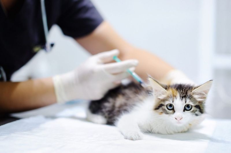 Where Can I Get My Kitten Vaccinated For Free