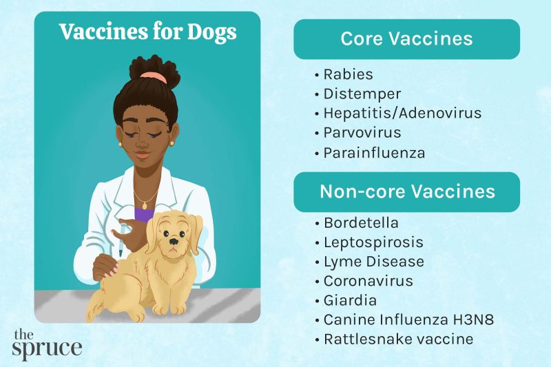 Where Can I Get My Puppy Vaccinated