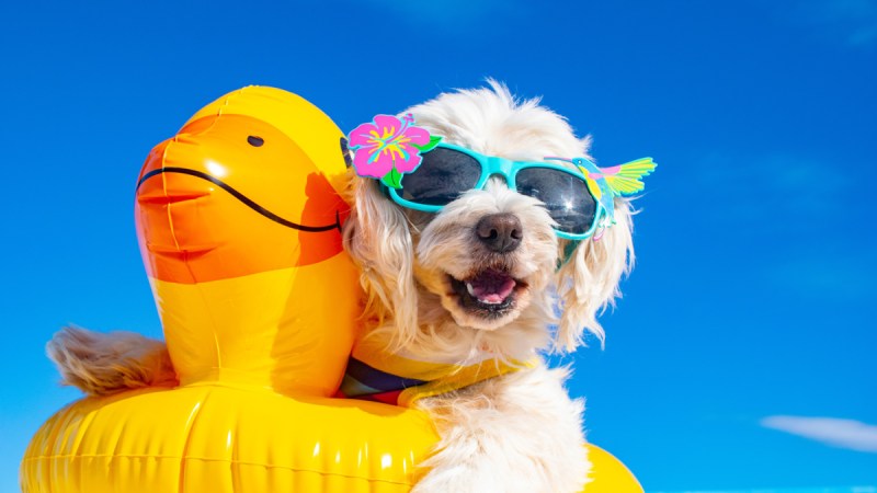 Where Can You Take Your Dog On Vacation