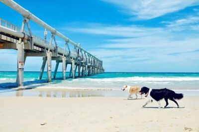 Year Round Dog Friendly Beaches Near Me