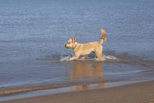 Best Dog Friendly Vacations Southeast