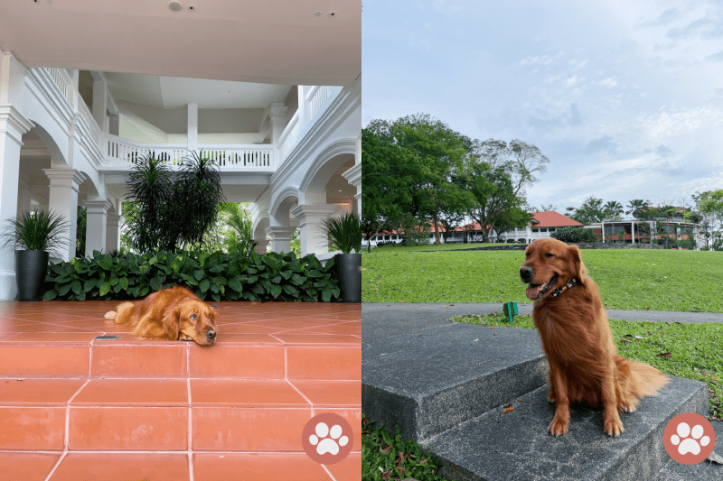 Vacations With Dogs Near Me